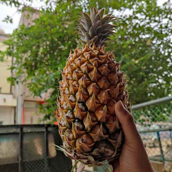 Dứa (thơm) nguyên trái, tươi ngon tự nhhiên
